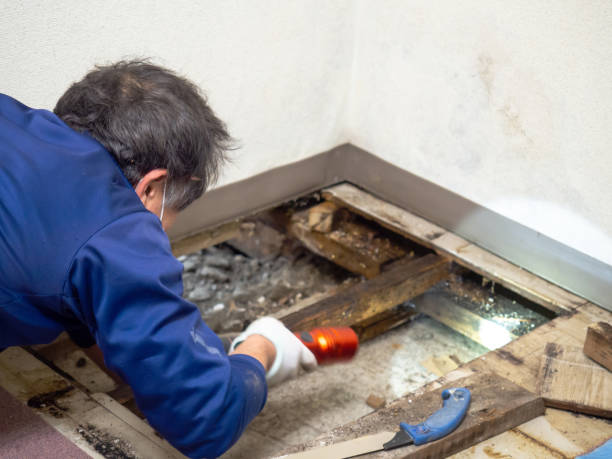 Best Preventive Mold Services in Davenport, WA