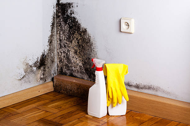 Best White Mold Remediation in Davenport, WA