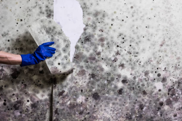 Best Industrial Mold Remediation in Davenport, WA