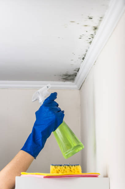 Best Basement Mold Remediation in Davenport, WA