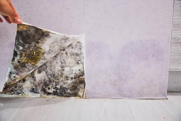Best Mold Remediation for Schools in Davenport, WA